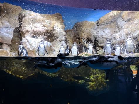 barcelona aquarium  photo  flickriver