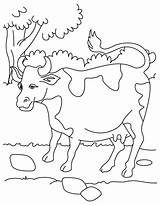 Cow Coloring Milk Resource Kids Pages sketch template