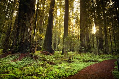 redwood highway northern californias  scenic drive