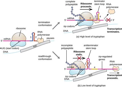 define operon  biology transcription   structural genes   inducible