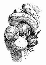 Obst Frutta Malvorlage Educol sketch template