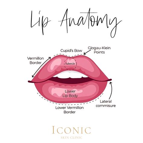 lip anatomy facial aesthetics cosmetic injectables skin clinic