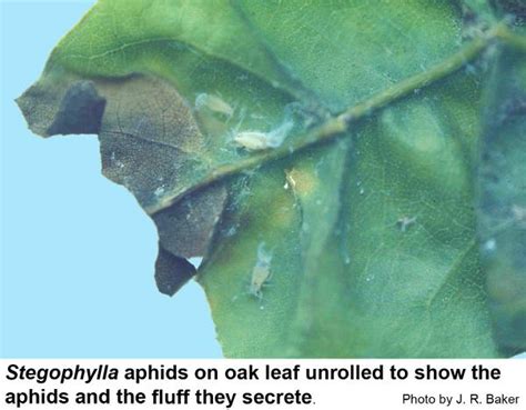 woolly oak aphids nc state extension publications