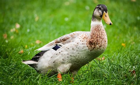 drake duck meadow  photo  pixabay pixabay