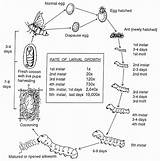 Life Cycle Silkworm Moth Silkworms Silk Worm Diagram Lifecycle Worms China Science Grade Mulberry Yahoo Search Reptile Industry Breeding sketch template