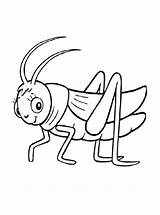 Heuschrecke Sprinkhaan Grasshopper Ausmalbilder Sprinkhanen Malvorlage Heuschrecken Stemmen sketch template