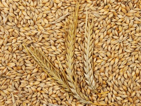 benefits  barley organic facts