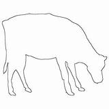 Outline Cows Jumped sketch template