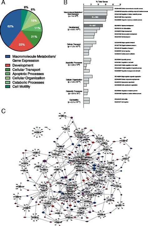 Sex Differences In Microrna Mrna Networks Examination Of Novel