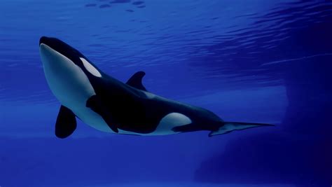 orca facts history  information  amazing pictures