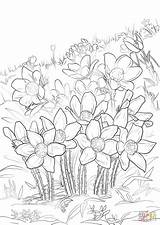 Coloring Flower Pasque Eastern Pages Drawing sketch template