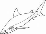 Shark Coloring Bull Drawing Realistic Pages Mako Great Fish Color Tiburon Toro Dibujos Designlooter Clipart Del Sharks Comments Library Village sketch template
