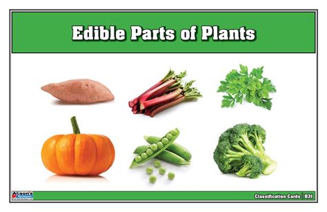 montessori materials edible parts  plants