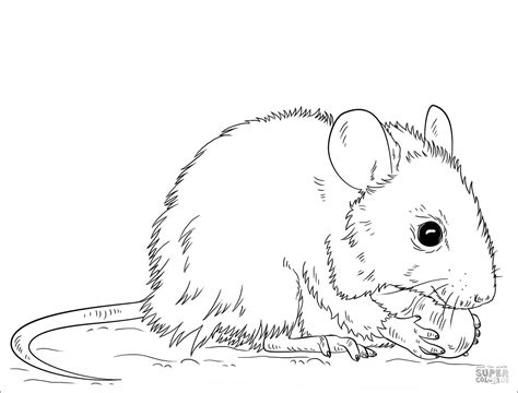 mole rat coloring pages coloringbay
