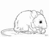 Coloring Pages Rat Mouse Printable Mice Field Kids Color Mole Drawing sketch template
