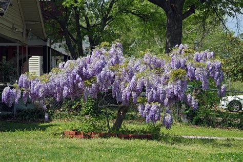 photo of the entire plant of chinese wisteria wisteria