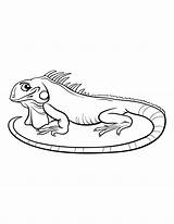 Coloring Reptiles Amphibians Zoomen sketch template
