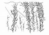 Kelp Forest Drawing Getdrawings sketch template