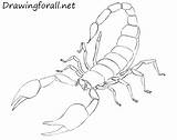 Scorpion Draw Drawing King Animals Tutorials Ayvazyan Stepan Posted sketch template