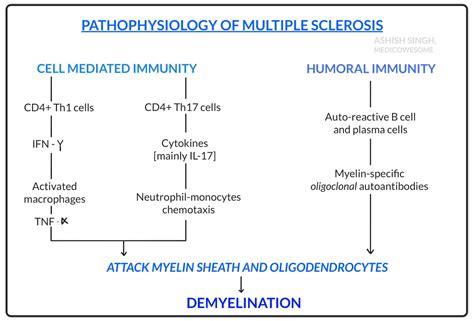 medicowesome pathophysiology multiple sclerosis
