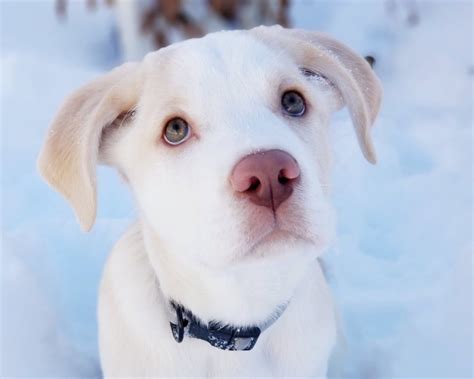 puppy dog eyes   accident research study shows cbc news