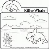 Whale Orca Coloringhome sketch template