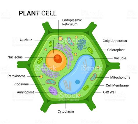 illustration   plant cell anatomy structure vector infographic