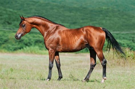 bay arabian horse stock image image  power portrait