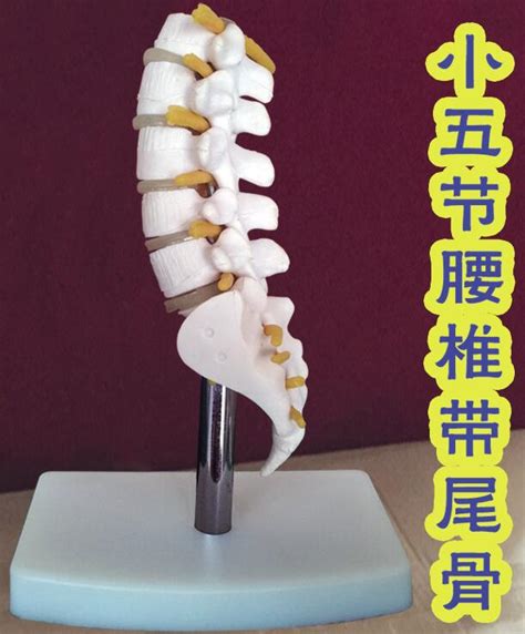 human skeleton model lumbar disc disease spine model fifth section