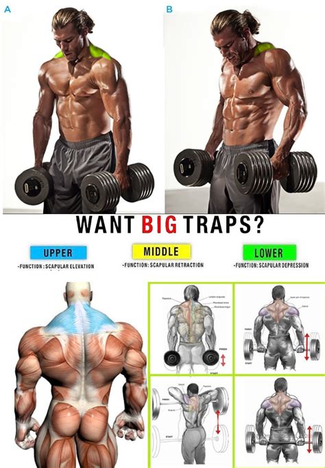 how to traps exercises video and guide