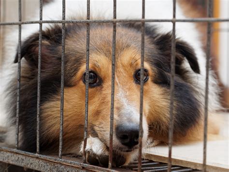 honden en kattenbont aangeboden  webshops zoals alibaba en aliexpress bont voor dieren