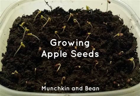munchkin  bean growing apple seeds