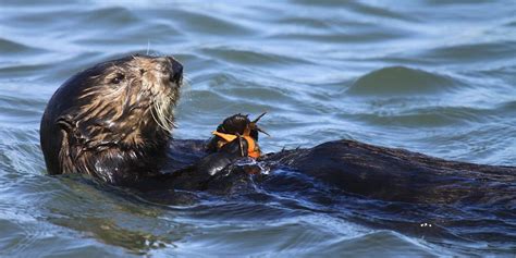 Sea Otter Makes A Rare Appearance In Ventura California