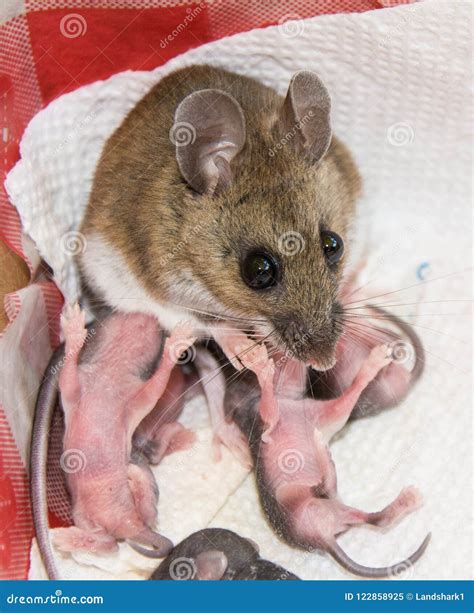 mother house mouse mus musculus   newborn pinkies stock image