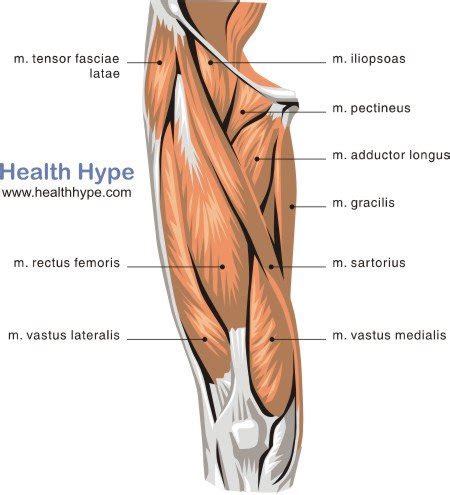 muscular thigh bun  thigh max
