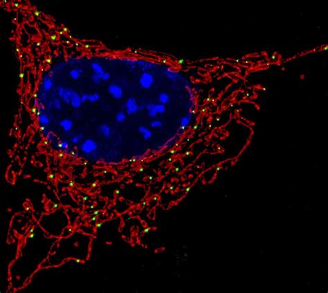 mitochondria break     minds  research shows