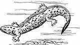 Hellbender Amphibian Goanna Salamander Newt Amphibiens ابيض 54kb Foresman Pearson Clip Webstockreview I2clipart Klipartz Salamandra Crittersquad sketch template