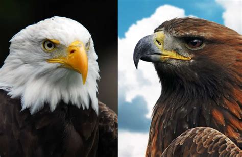 bald eagle  golden eagle  similarities  differences