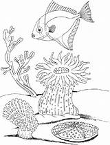 Coloring Underwater Plants Pages Ocean Drawing Life Sea Drawings Getdrawings Printable Color Getcolorings Paintingvalley Adults Popular sketch template
