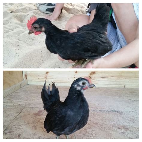 can anyone tell me what breed age sex my chickens are backyard