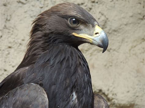 golden eagle aquila chrysaetos idaho fish  game