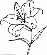 Calla Clipartmag Lilies sketch template