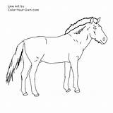 Przewalski Horse Coloring Pages Color Line Stallion Index Own sketch template