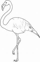 Coloring Flamingo Pages Kids Flamingos Print sketch template