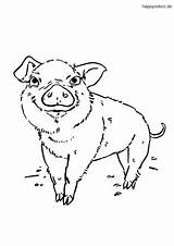 Ferkel Schwein Malvorlage Buntstifte sketch template