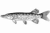 Coloring Pike Northern Musky Fish Drawings Google Pages 200px 89kb Template Search sketch template
