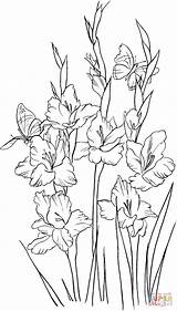 Gladiolus Coloring Pages Silhouettes Para Printable sketch template