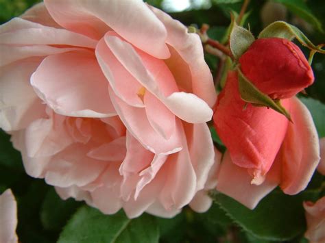 albertine tasman bay roses buy roses    zealand