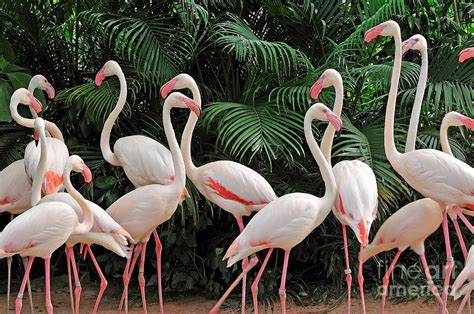 group  pink flamingos photograph  panda pixels