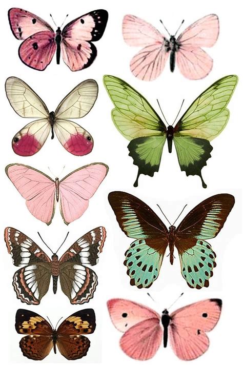 printable images  butterflies  printable